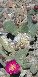 Picture of a blooming cactus framed